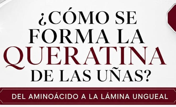Cómo se forma la queratina de las uñas: del aminoácido a la lámina ungueal