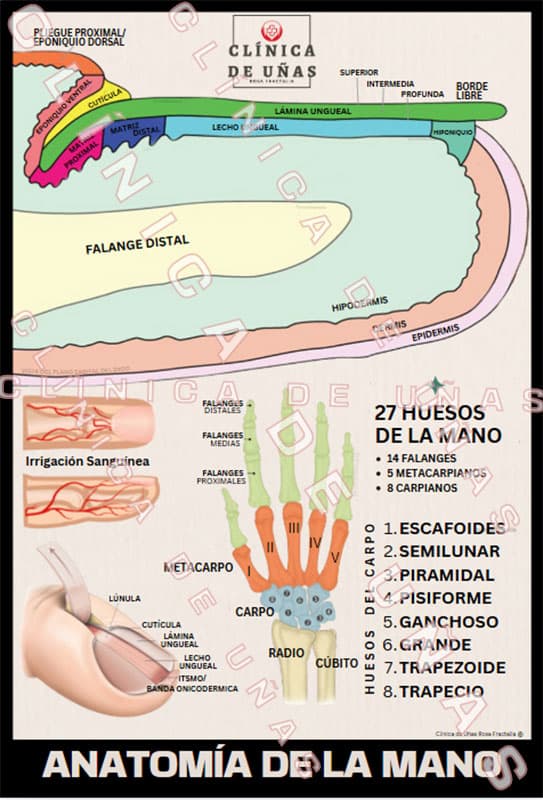 Vista completa del póster educativo de anatomía de la mano